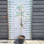 Judášovec kanadský (Cercis Canadensis) ´TEXAS WHITE´ - výška 130-150 cm, kont. C7,5L